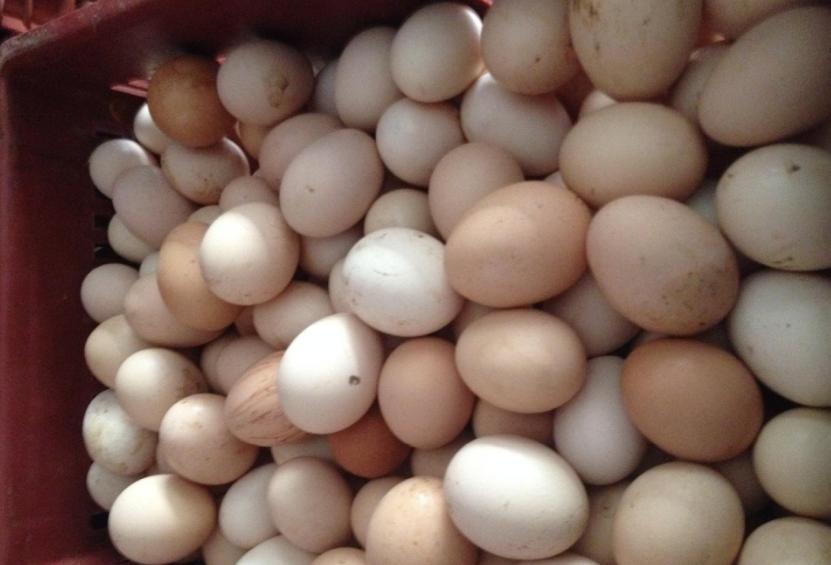 假鸡蛋的具体辨别方法,假鸡蛋的辨别方法不对