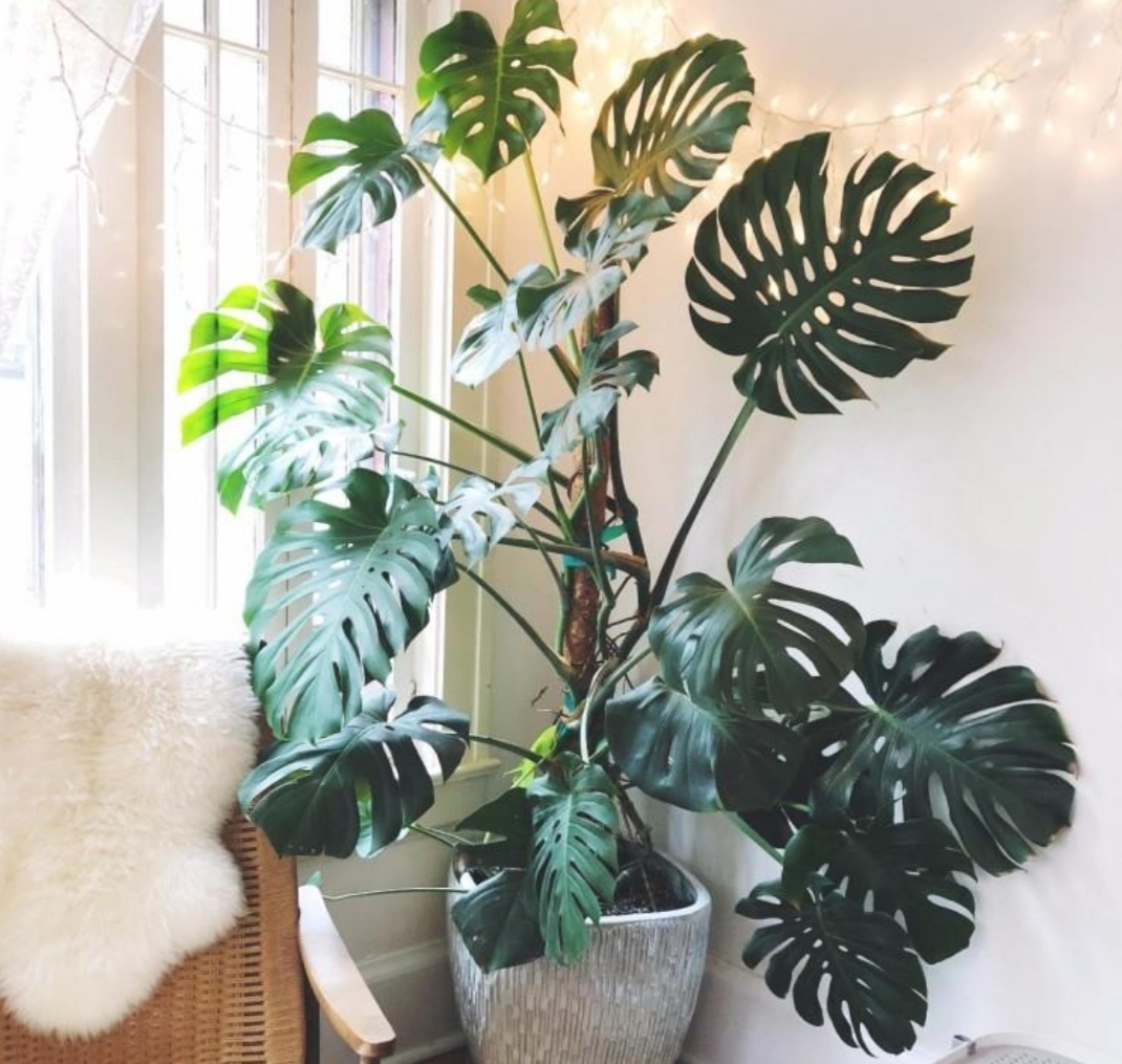 十种可以净化空气的植物,能净化空气又开花好看的室内植物