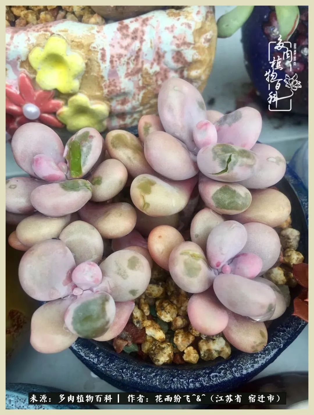 我家老臧：从反对到爱屋及乌的多肉守护人