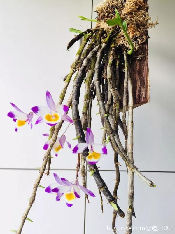 兰花冬季移种如何快速生根,把兰花种树上