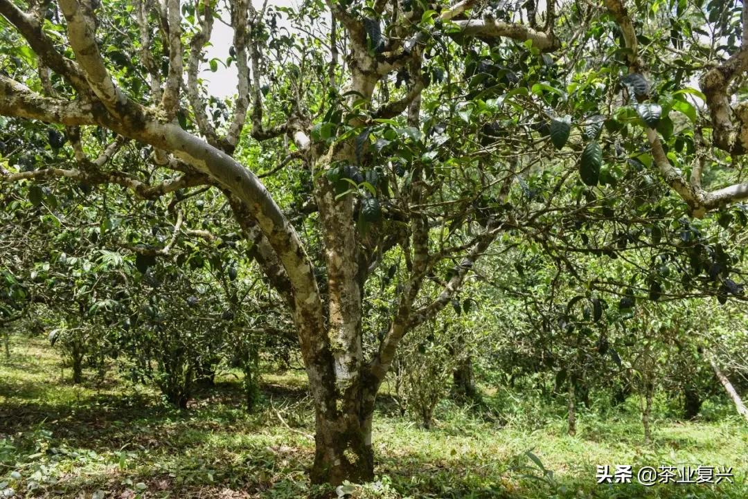 春茶好坏怎么看,春茶品鉴