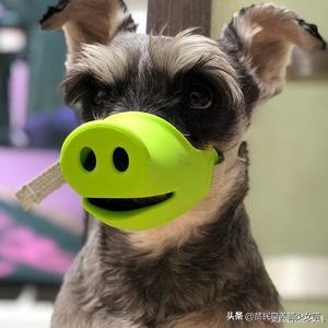 宠物口罩防病毒,疫情宠物口罩