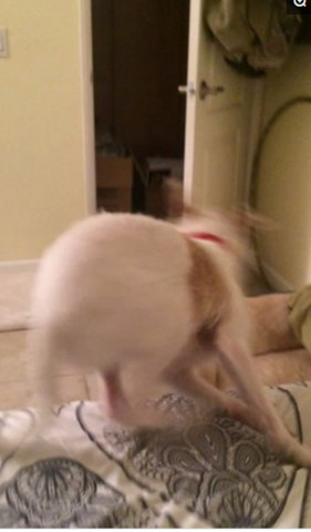 主人敷面膜狗狗反应搞笑视频大全,戈赞宠物