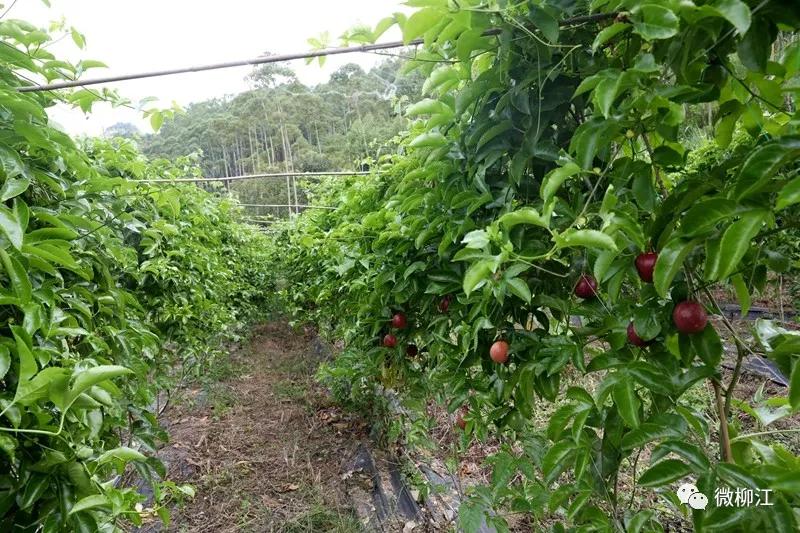 直播卖水果一年收入几百万,直播卖水果一年200万