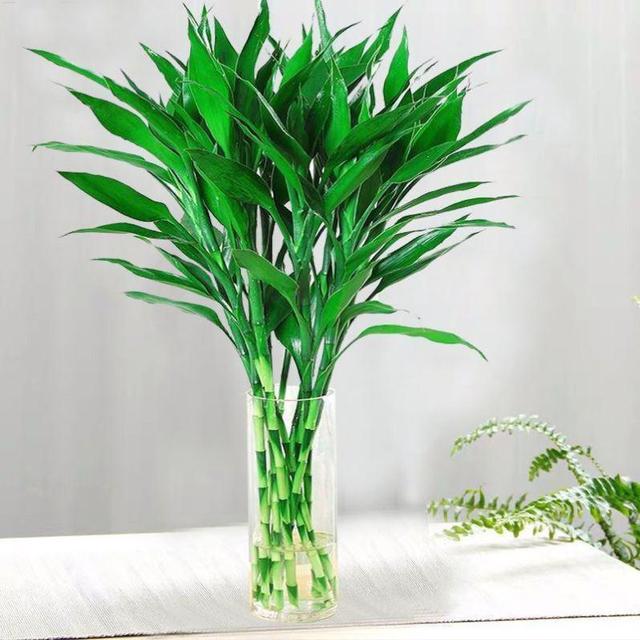 十大吉祥花,十大旺宅吉祥花