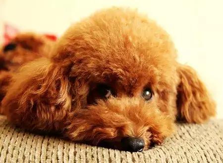 泰迪秃毛癣怎么治疗,泰迪长癣了怎么办