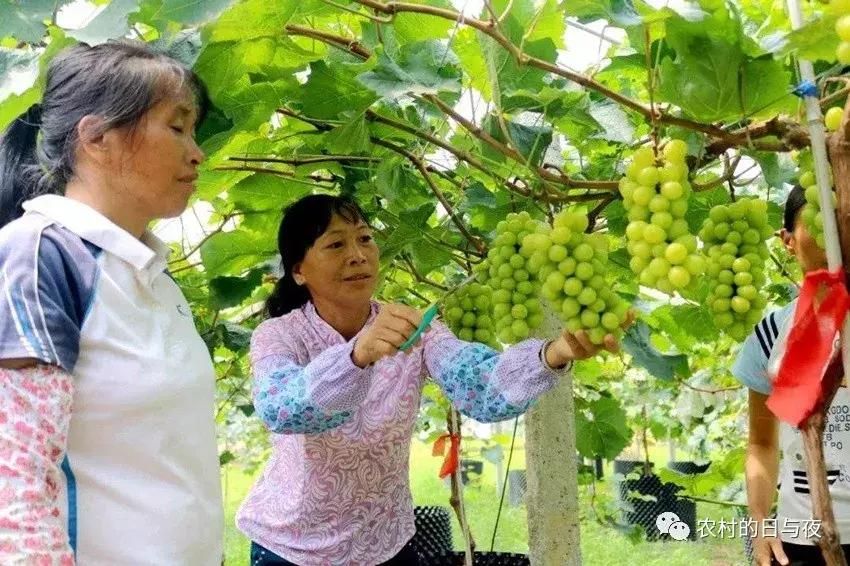 150元一斤阳光玫瑰葡萄,阳光玫瑰葡萄一斤大概有多少个