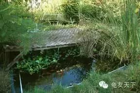 创造自然龟龟环境（翻译国外文章）