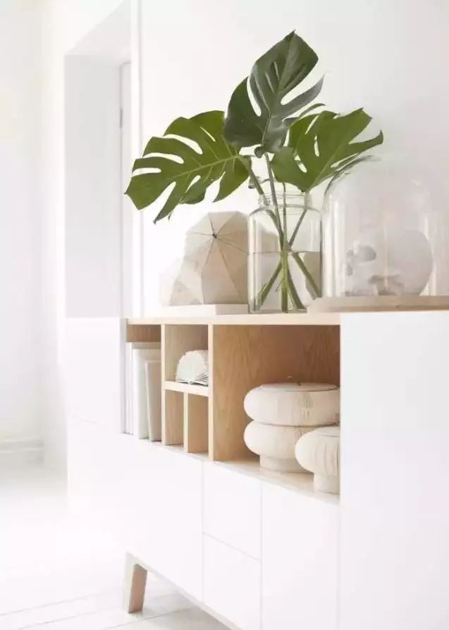 放卧室的观赏植物,适合放房间的植物好看