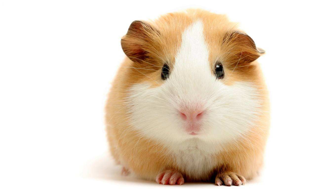 便宜又适合懒人养的小众宠物,单身男士上班族适合养什么宠物