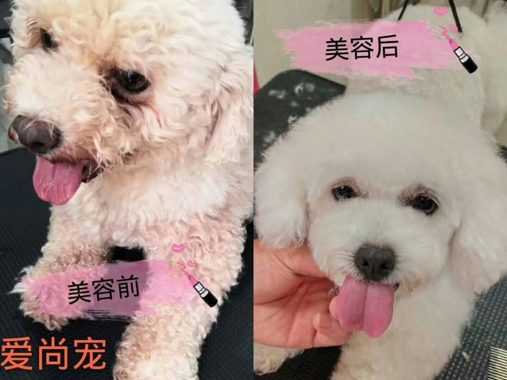 大连宠物美容培训学校排行榜,郑州宠物美容培训学校哪个好