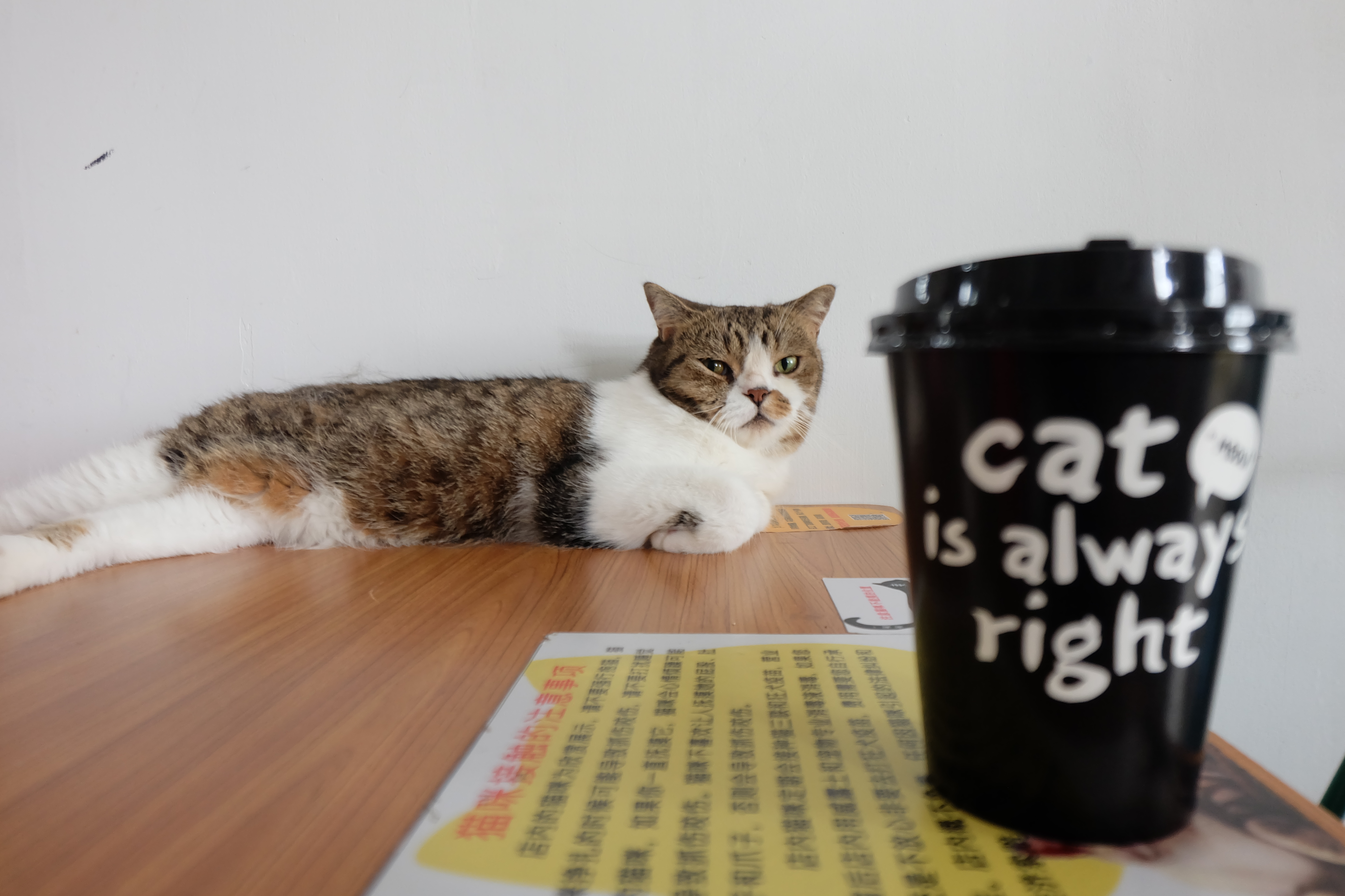 适合一个人泡的咖啡馆,去咖啡馆是去喝杯咖啡那么简单吗