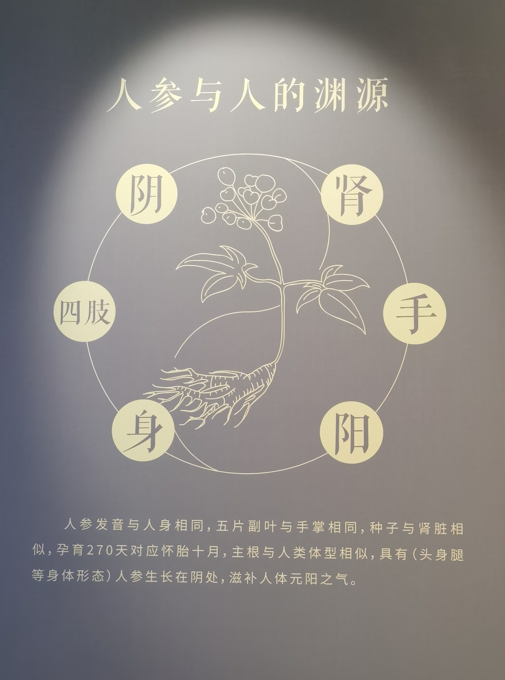 山参文化,野山参非遗