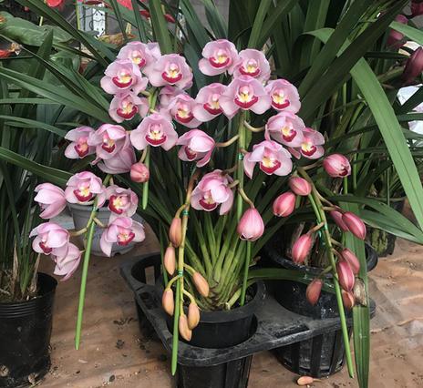 如何养殖大花蕙兰花苗,如何养殖大花蕙兰