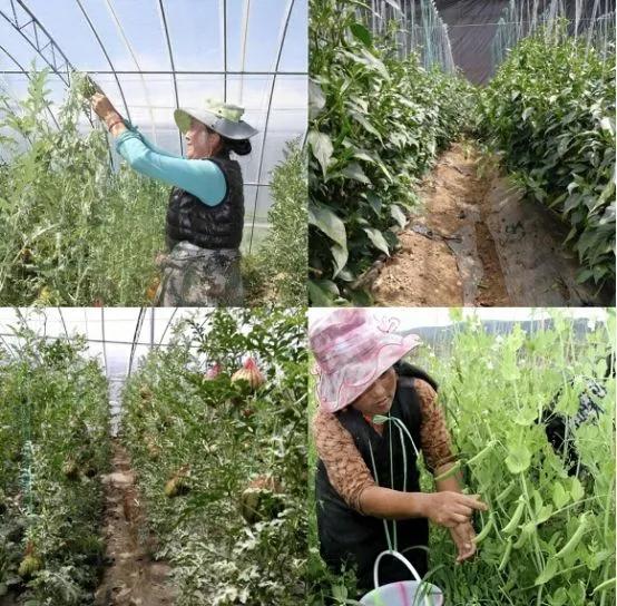 过五一，就来“农味儿十足”黄合少！