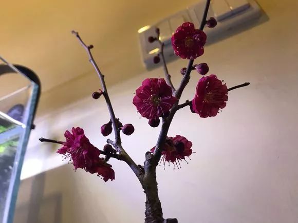 家里的花干枯影响风水吗,家里的花突然发黄发蔫风水