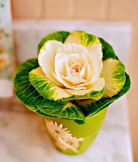 羽衣甘蓝开花图,好看的羽衣甘蓝