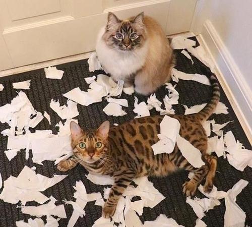 云吸猫界5大天王哪款是你最爱,盘点猫界中的霸主