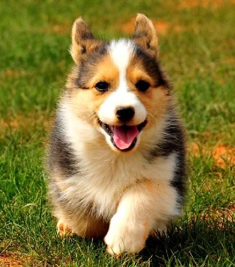 世界上最贵的狗狗排名,世界上最受欢迎的狗狗是什么狗