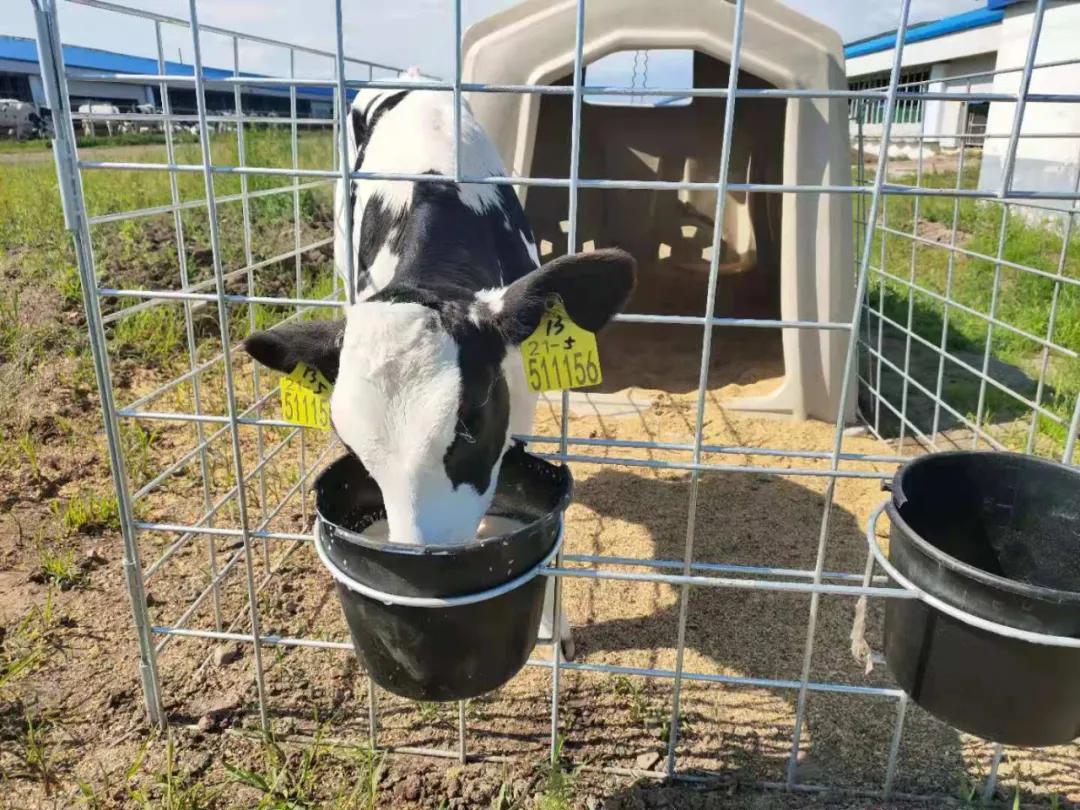 一头奶牛的自述,一头奶牛全年平均产多少斤奶