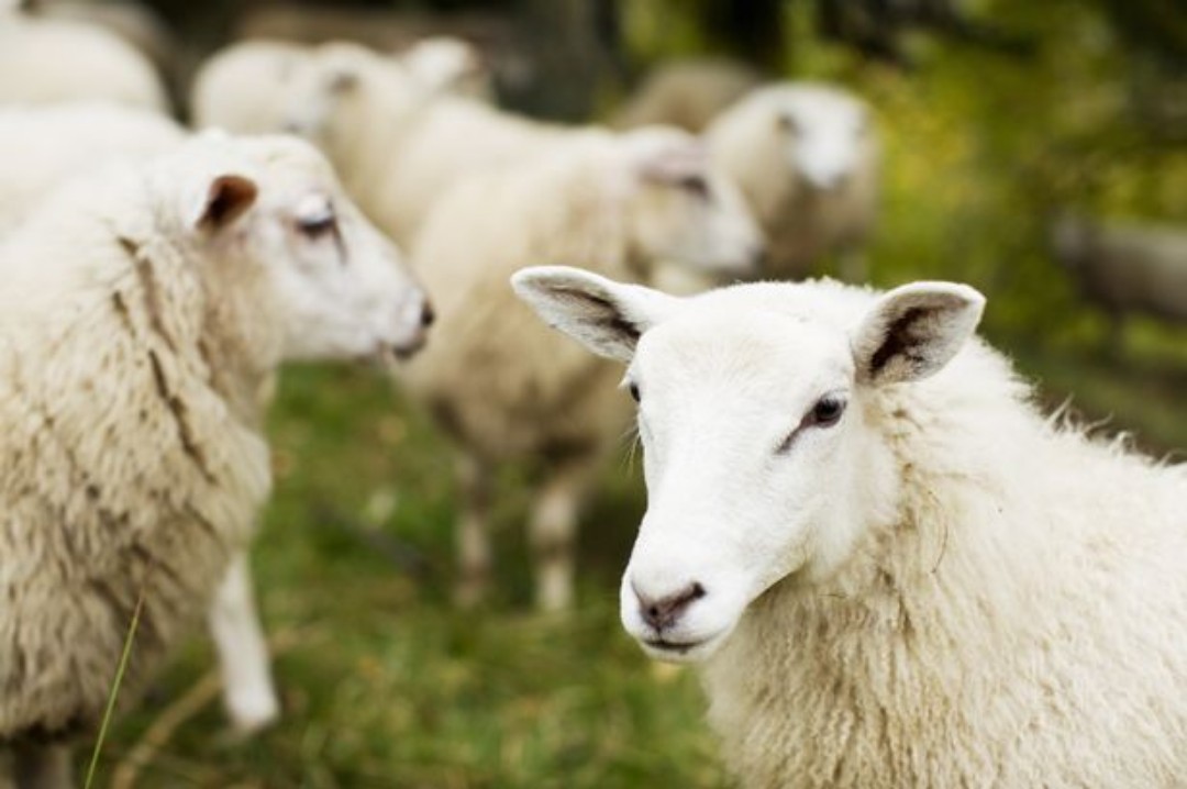 羊吃毛是缺什么,羊吃同伴的毛是什么原因