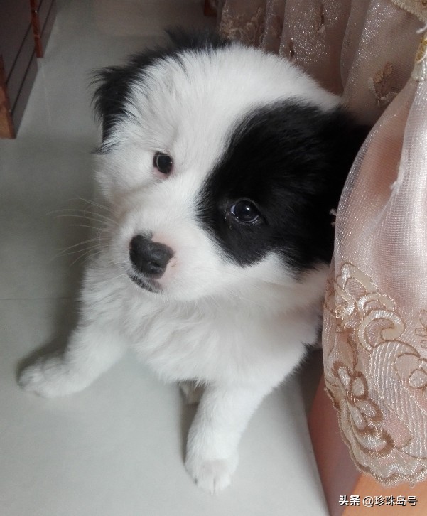 边牧大小便怎么解决,边牧室内大小便怎么解决