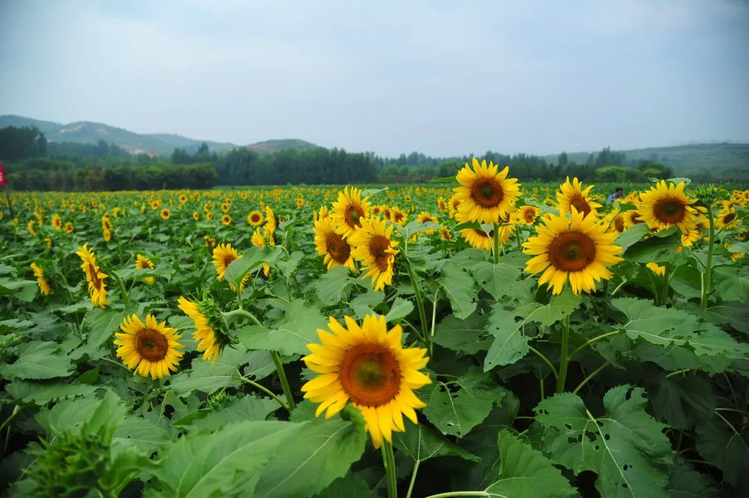 在济南花式避暑，一见“清”心！只需一瞥，便足以把酷夏原谅…