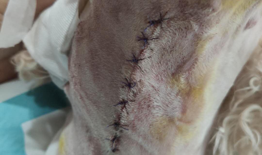 狗狗身上有肿块起脓是怎么回事,如果狗狗身上有虫子怎么办