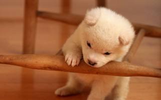 狗狗老是啃咬自己腿的毛,狗狗老是啃主人的手微疼