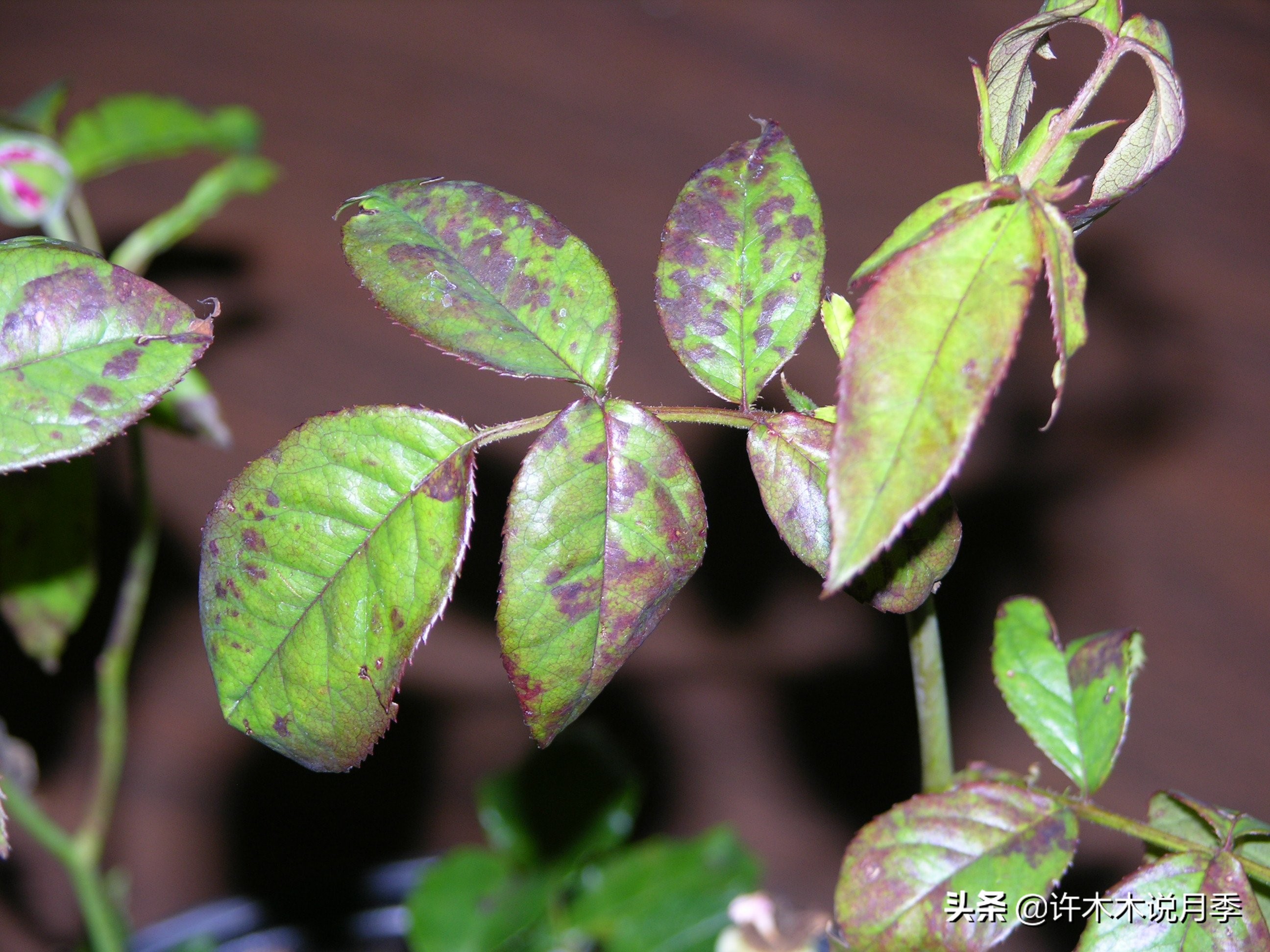 月季新手种植教程,购苗、修剪、施肥、浇水、喷药,手把手教你