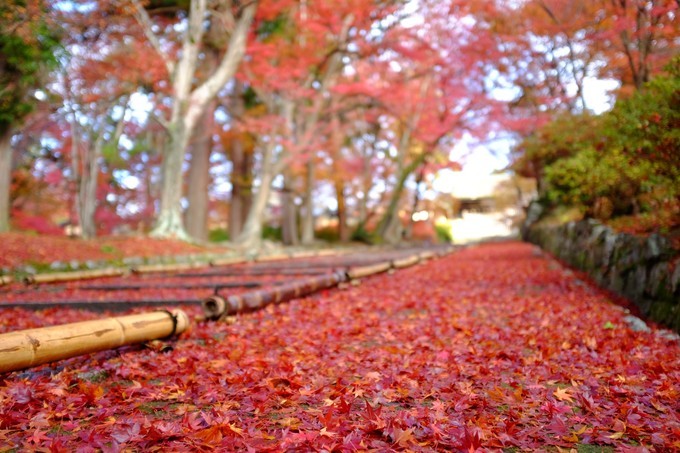 京都赏枫2022,京都赏枫必去景点有哪些好玩的