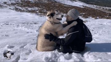 养狗后需要什么条件,养狗之后容易患上这几种病