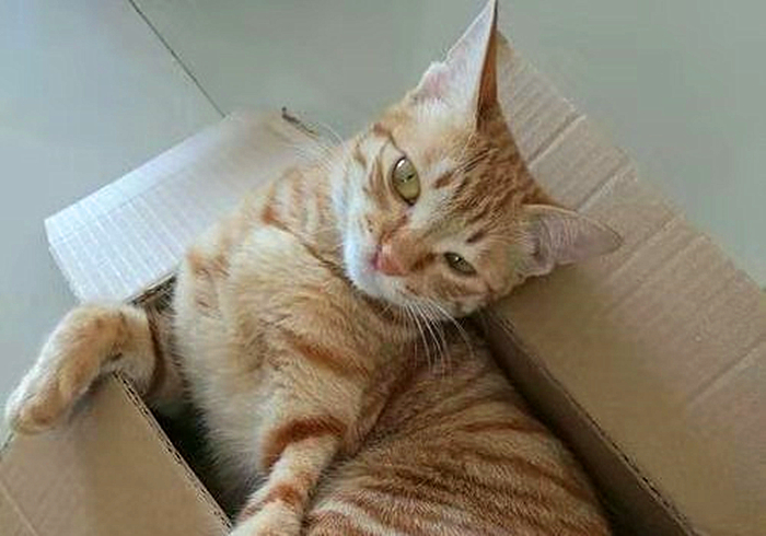 猫咪饮水是什么原因,猫咪饮水过多