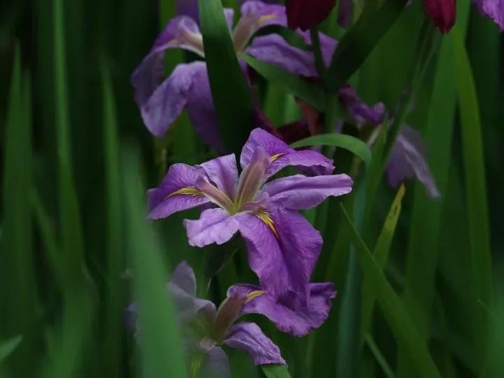 绣球花的花瓣好漂亮！等等，你确定那是花瓣？