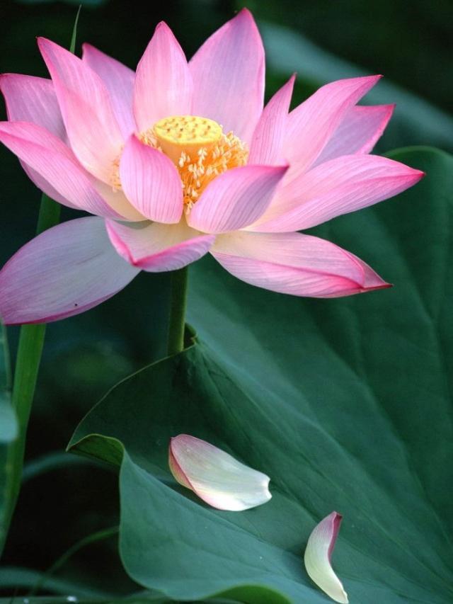 心灵鸡汤经典语录感悟人生正能量,2018感悟人生的说说心灵鸡汤语录