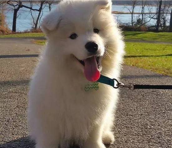 别再说笼养狗狗不好了,小恶魔萨摩耶