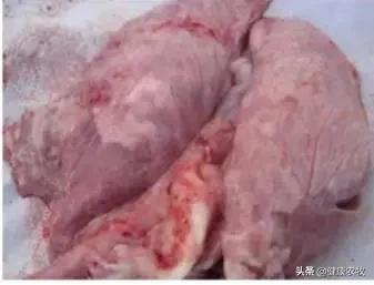 2020年执业兽医考试试题《预防科目》