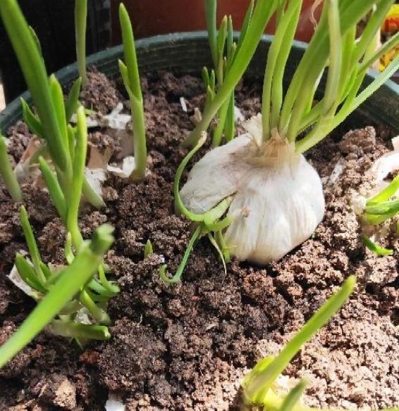 已经长出小芽的大蒜怎么办,长了芽的蒜怎么处理