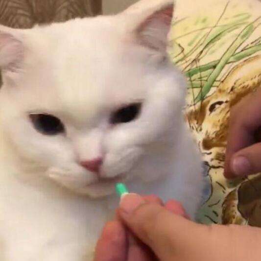 猫咪生病了不吃东西怎么灌流食,猫咪不吃药该怎么喂下去