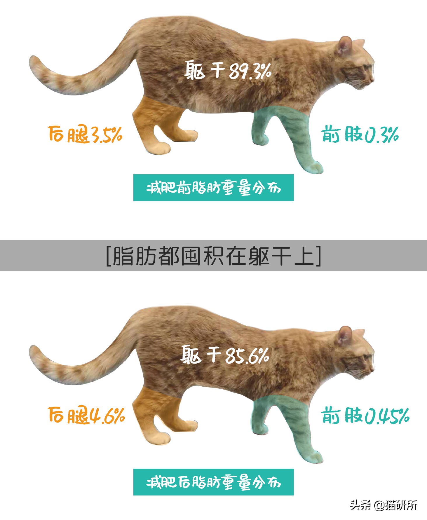 幼猫猫咪的体重多少才是正常体重,猫咪肥胖标准图