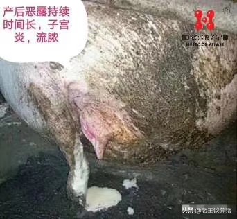 围产母猪气血两亏证候和解决