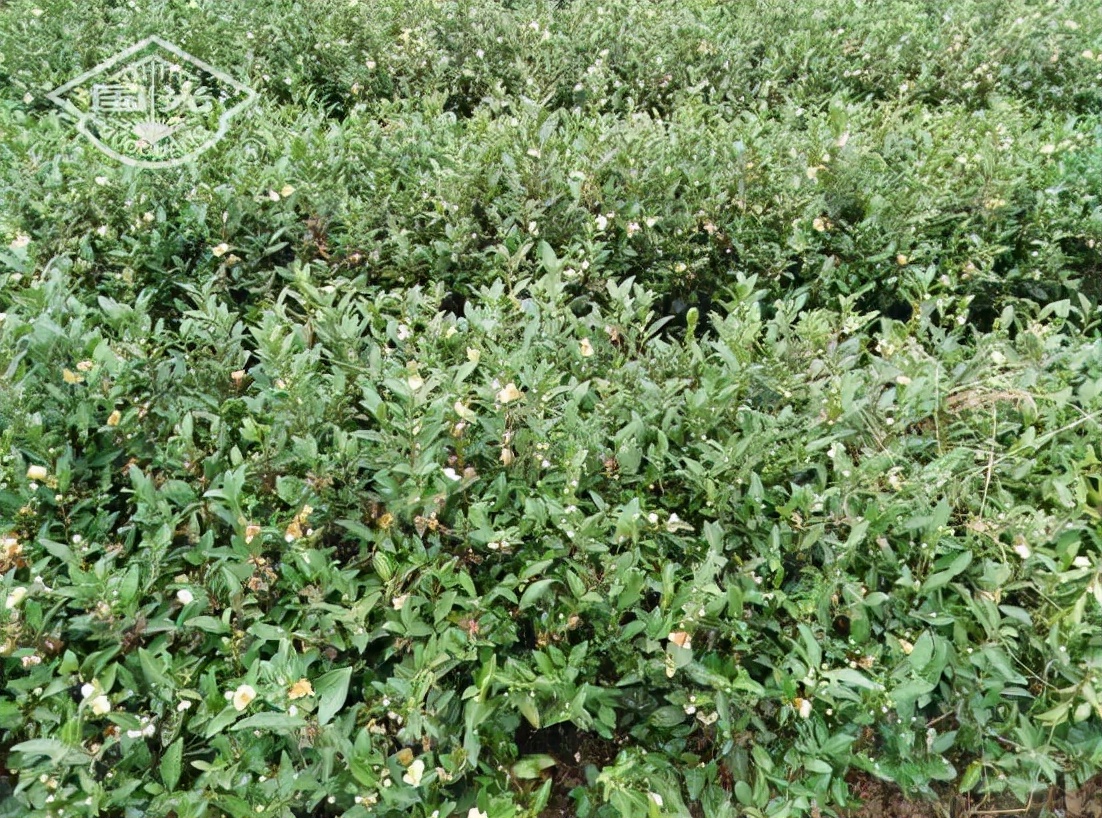 茶树开花影响产量吗,茶树开花结果是什么原因