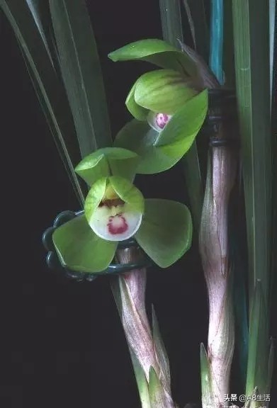 春兰名品兰花,春兰兰花名品图鉴