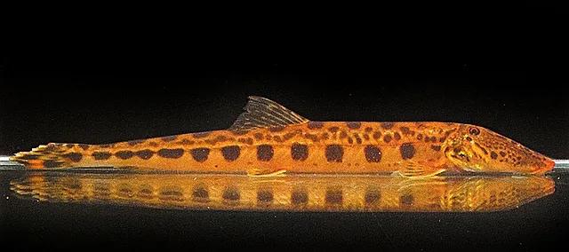 野生泥鳅品种图片大全大图,最大的泥鳅图片大全