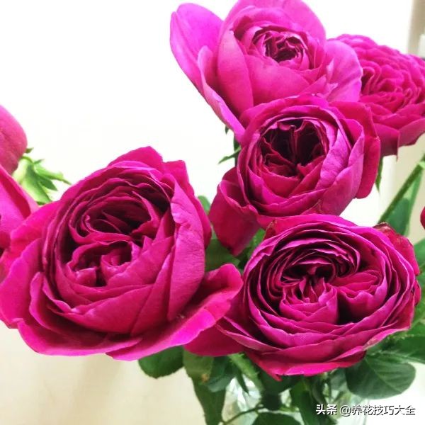 四季开花的月季又香又好养有几种,最漂亮10种盆栽月季