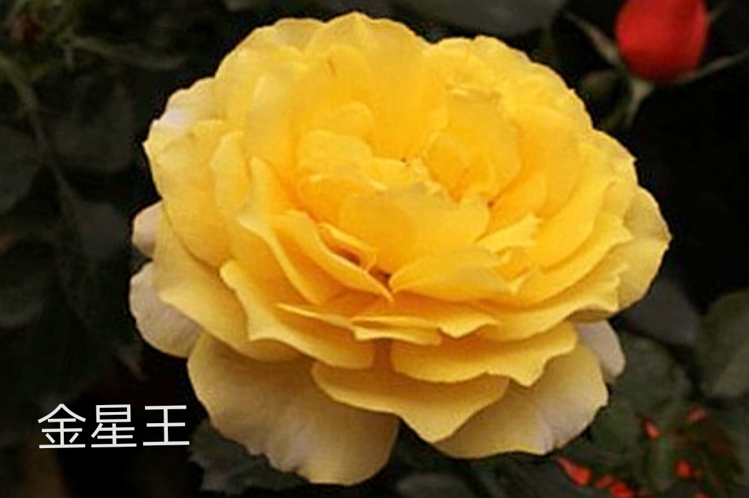 阳台系列月季品种大全,微型月季藤本月季