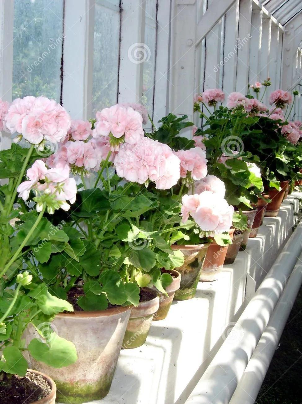 冬天天竺葵叶子发黄是什么原因,什么季节养天竺葵花最好