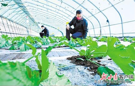 #疫情防控临夏在行动#【决战决胜脱贫攻坚】书写决战脱贫攻坚的春天答卷——肃全力推进脱贫攻坚任务落实纪实