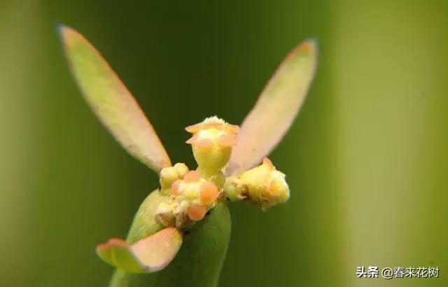 光棍树养殖方法,招财光棍树怎么样扦插