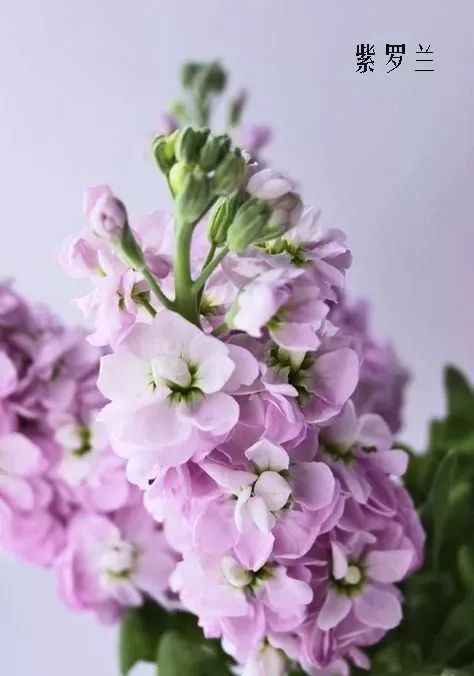 花店里同款的两种不同价格的花材,花店最容易被顾客误解的几种花材